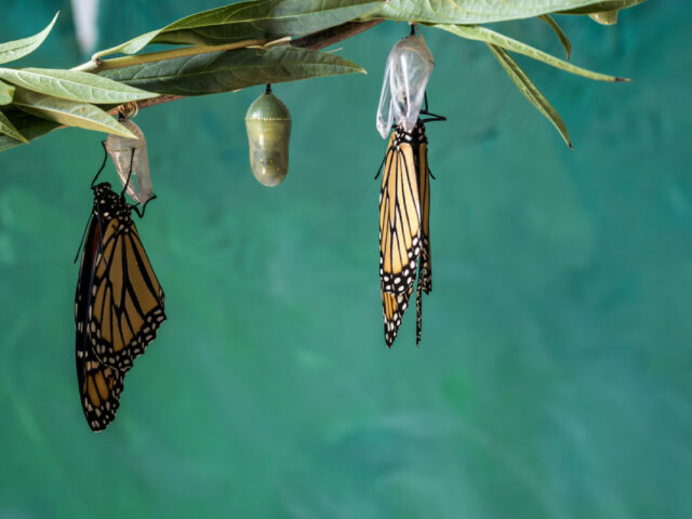 Two monarch butterflies, Danaus plexippuson, drying wings on chrysalis